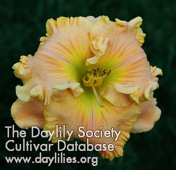 Daylily College Cove